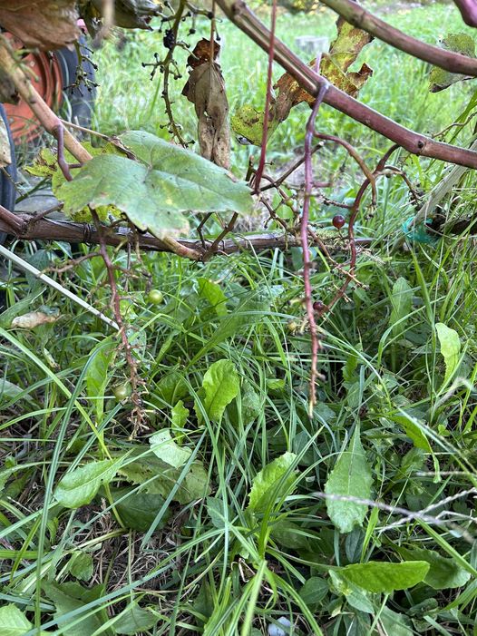 我が家の玄関先に植えているワイン用葡萄