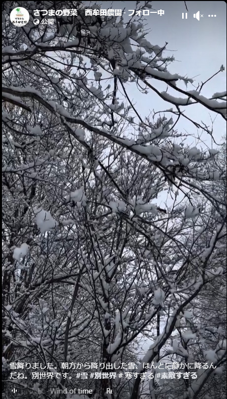 雪が降りました